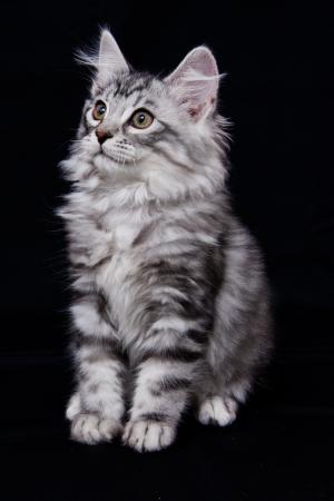 Vand motanel siberian