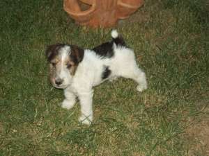 Fox Terrier cu par sirmos