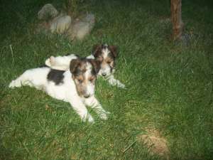 Fox Terrier cu par sirmos