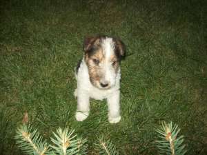 Fox Terrier cu par sirmos