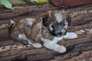 Pui de catei rasa Bichon Havanez