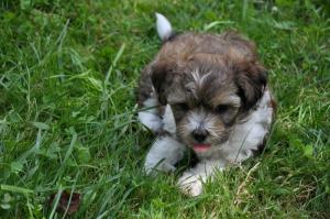 Pui de catei rasa Bichon Havanez
