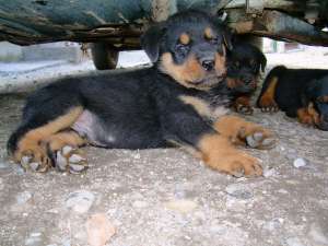 vand pui ROTTWEILER