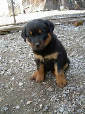 vand pui ROTTWEILER