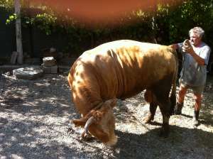 TAUR BALTATA GERMANA ION 850kg SUPERB