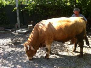 TAUR BALTATA GERMANA ION 850kg SUPERB
