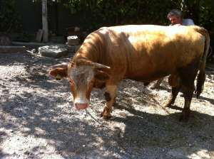 TAUR BALTATA GERMANA ION 850kg SUPERB