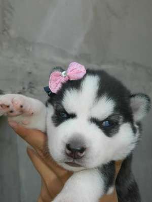 vand pui husky veritabili