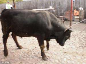vand taure 2 ani ccz 400 kg