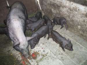 Porci vietnamezi de vanzare-Mures