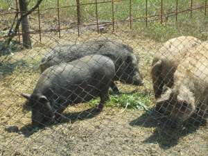 Porci vietnamezi de vanzare-Mures