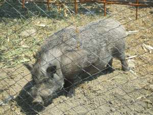 Porci vietnamezi de vanzare-Mures