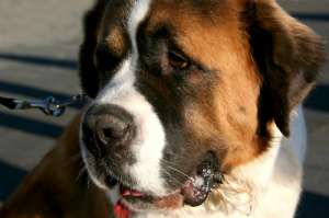 VAND SAN BERNARD