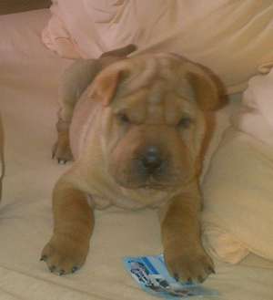 Pui Shar pei