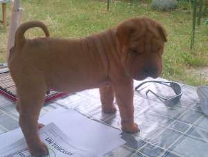 Pui Shar pei