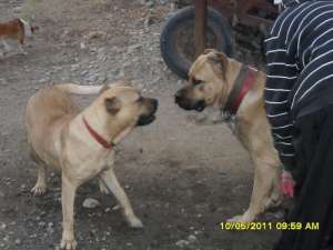 vand catei presa canario