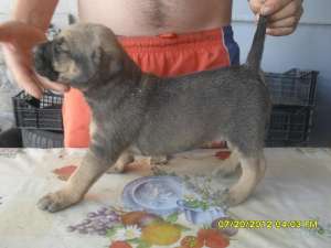 vand catei presa canario