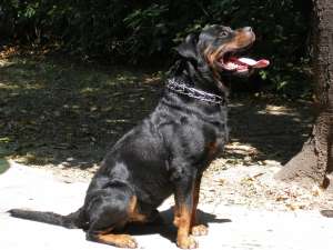 mascul rottweiler cu pedigree pt monta