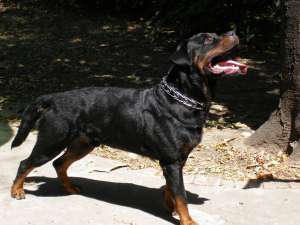 mascul rottweiler cu pedigree pt monta