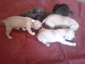 pui amstaff