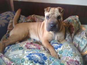 FEMELA SHAR PEI