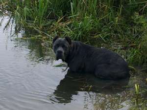 vand cane corso