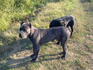 vand cane corso