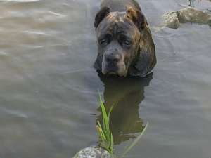 vand cane corso