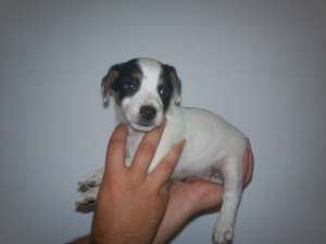 vand jack russel terrier