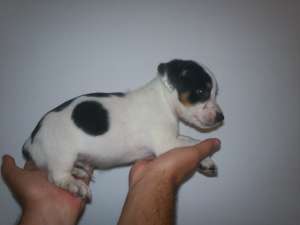 vand jack russel terrier