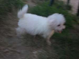 vand bichon frise