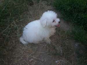 vand bichon frise