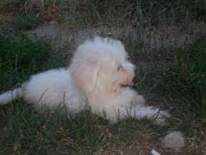 vand bichon frise