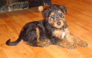 vand airedale terrier
