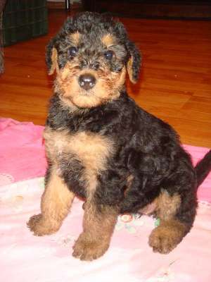 vand airedale terrier