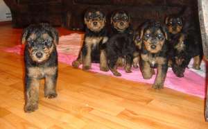 vand airedale terrier
