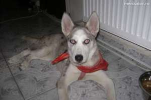 husky