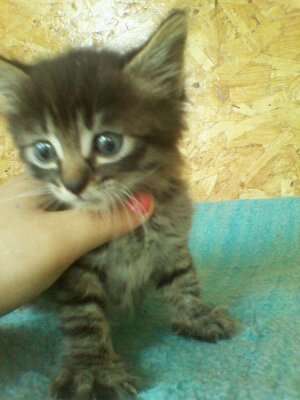 Cautam Urgent un camin!