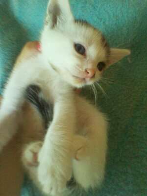 Cautam Urgent un camin!
