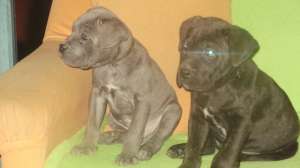 vand catei cane corso