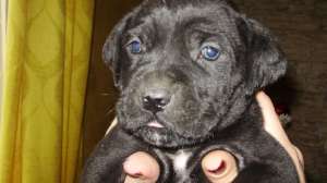 vand catei cane corso