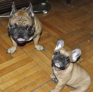 Bulldog Francez