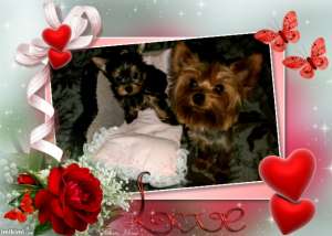 vand yorkshire terrier toy