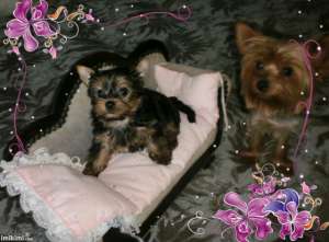 vand yorkshire terrier toy