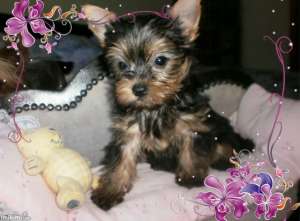 vand yorkshire terrier toy