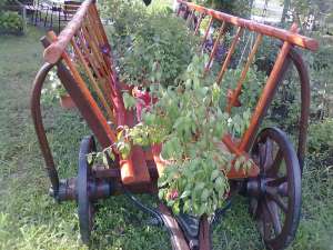 VAND CAR DIN LEMN RUSTIC
