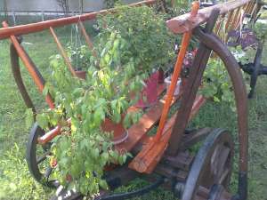VAND CAR DIN LEMN RUSTIC