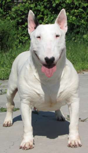 Pui bullterrier de vanzare