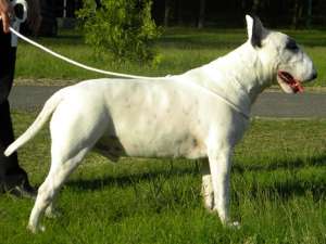 Pui bullterrier de vanzare