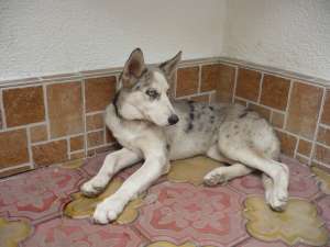 vand husky